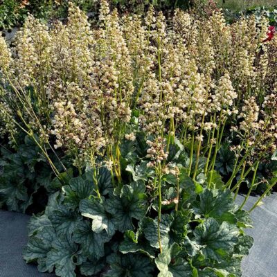 Heuchera 'Paris White'