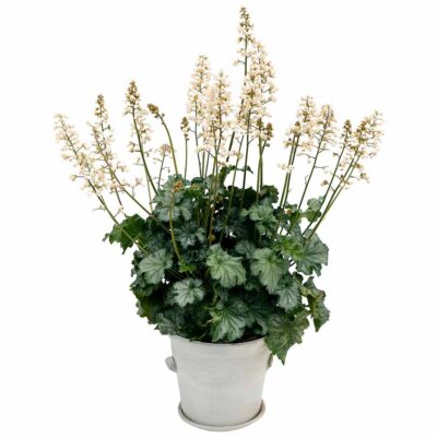 Heuchera 'Paris White'