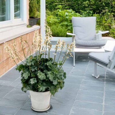 Heuchera 'Paris White'