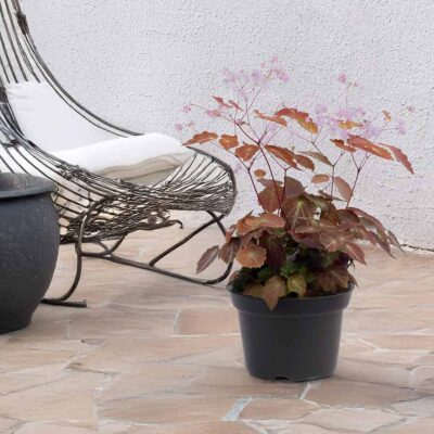 Thalictrum NOVA® 'Star'