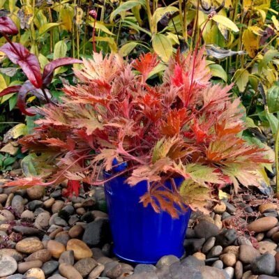 Heuchera FYRE WING™ 'Amber'