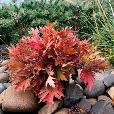 Heuchera FYRE WING™ 'Amber' Heuchera FYRE WING™ 'Amber'