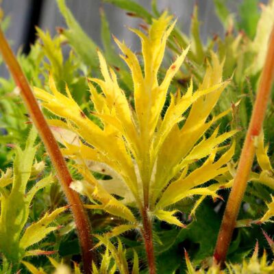Heuchera FYRE WING™ 'Heliodor'