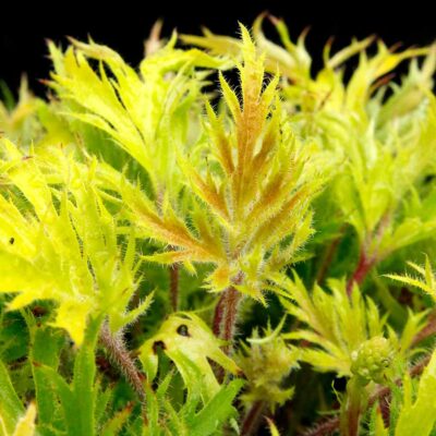 Heuchera FYRE WING™ 'Heliodor'