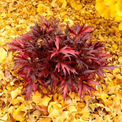 Heuchera FYRE WING™ 'Hematite'