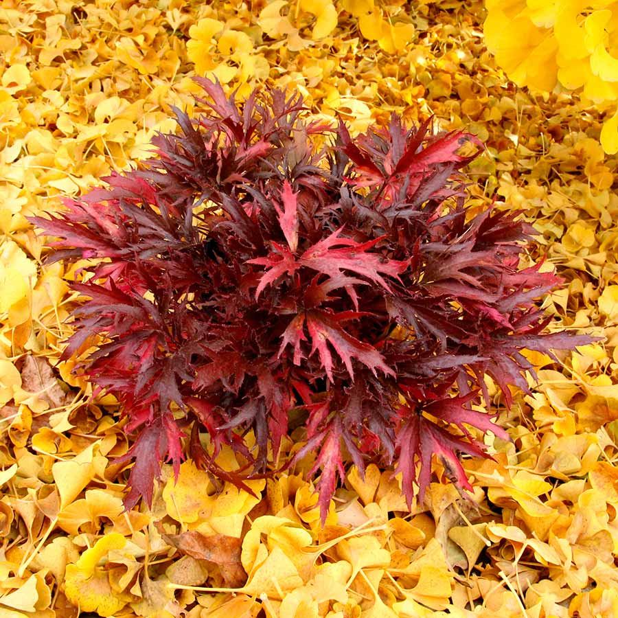 Heuchera FYRE WING™ 'Hematite' Heuchera FYRE WING™ 'Hematite'