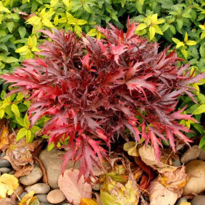 Heuchera FYRE WING™ 'Hematite' Heuchera FYRE WING™ 'Hematite'