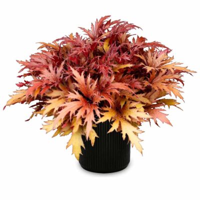 Heuchera FYRE WING™ 'Hematite' Heuchera FYRE WING™ 'Hematite'