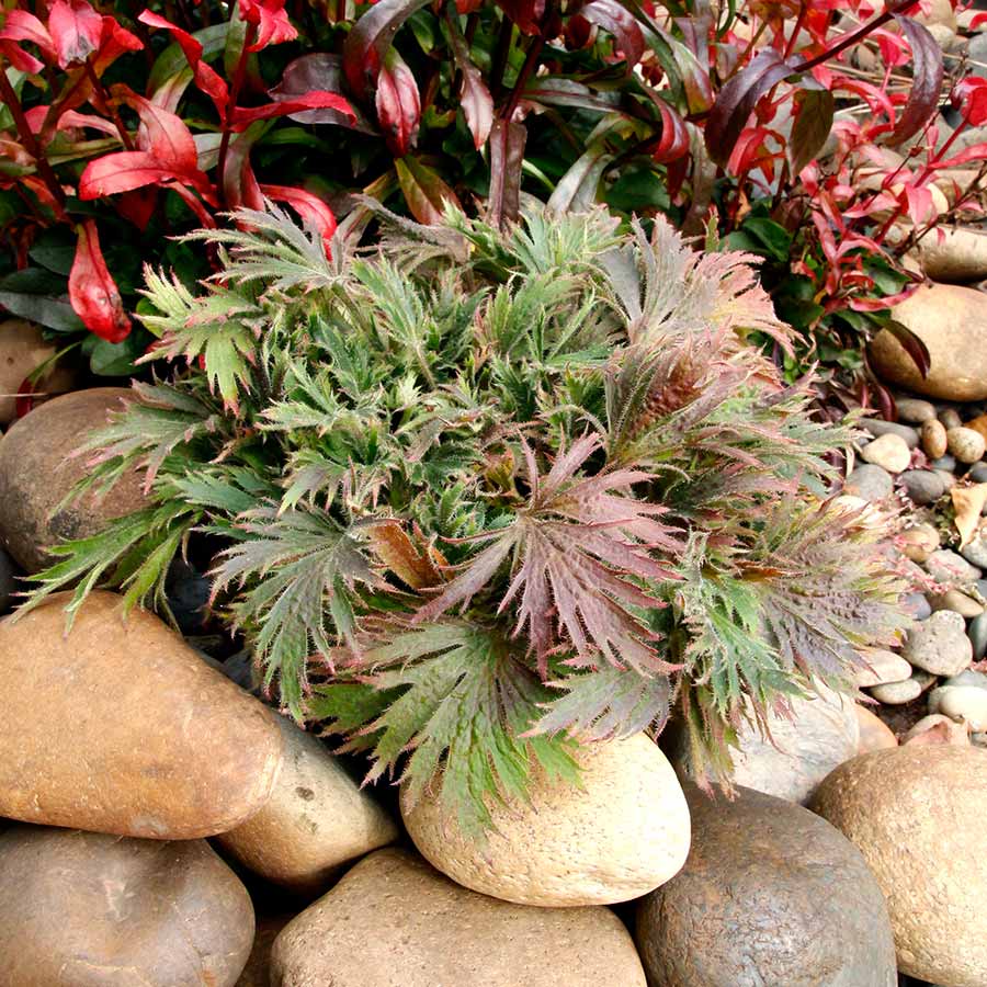 Heuchera FYRE WING™ 'Jadeite' Heuchera FYRE WING™ 'Jadeite'