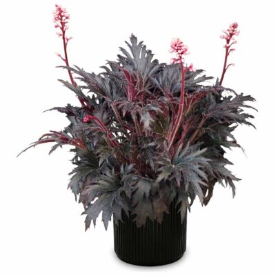 Heuchera FYRE WING™ 'Jet' Heuchera FYRE WING™ 'Jet'