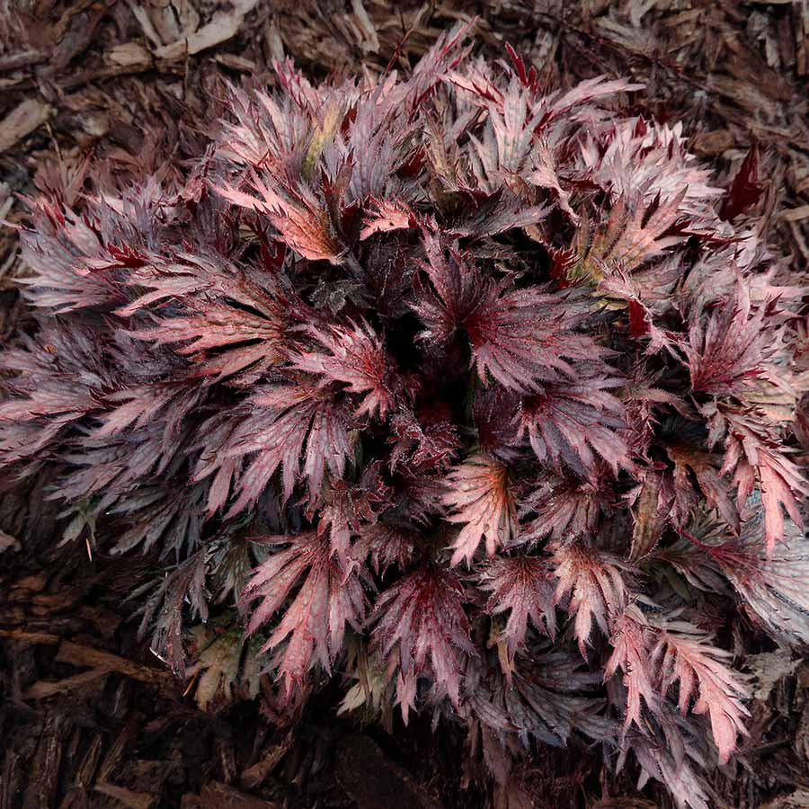Heuchera FYRE WING™ 'Rhodonite'