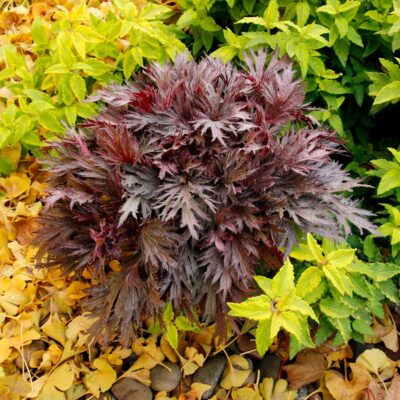 Heuchera FYRE WING™ 'Rhodonite'