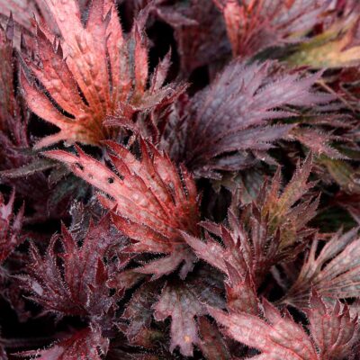Heuchera FYRE WING™ 'Rhodonite'