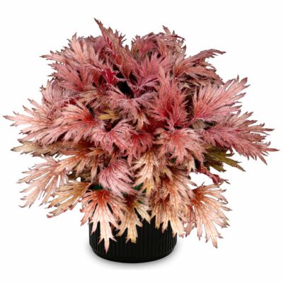 Heuchera FYRE WING™ 'Rhodonite'