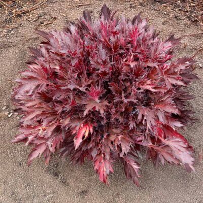 Heuchera FYRE WING™ 'Spinel' Heuchera FYRE WING™ 'Spinel'