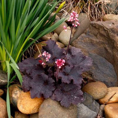 Heuchera LITTLE CUTIES™ 'Coco Loco'