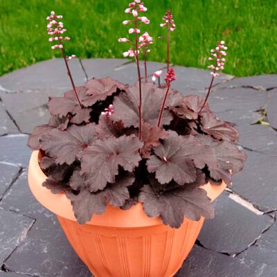 Heuchera LITTLE CUTIES™ 'Coco Loco' Heuchera LITTLE CUTIES™ 'Coco Loco'