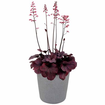 Heuchera LITTLE CUTIES™ 'Coco Loco'