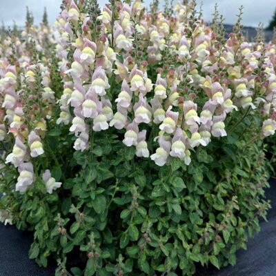 Antirrhinum REVELATION® 'Blush'