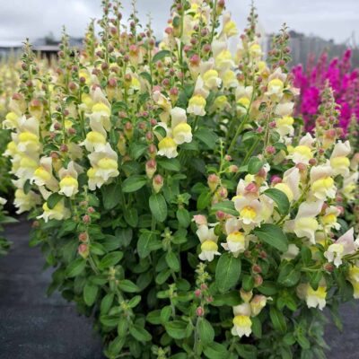 Antirrhinum REVELATION® 'Cream'