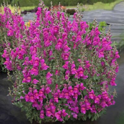 Antirrhinum REVELATION® 'Fuchsia'