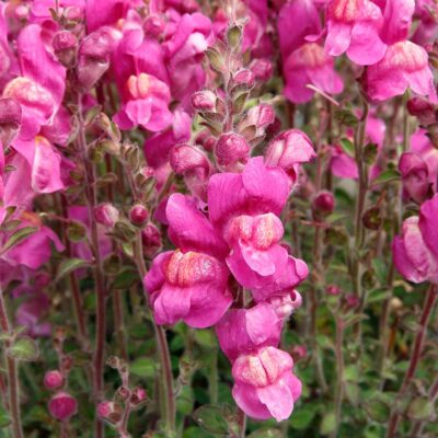 Antirrhinum REVELATION® 'Fuchsia' Antirrhinum REVELATION® 'Fuchsia'