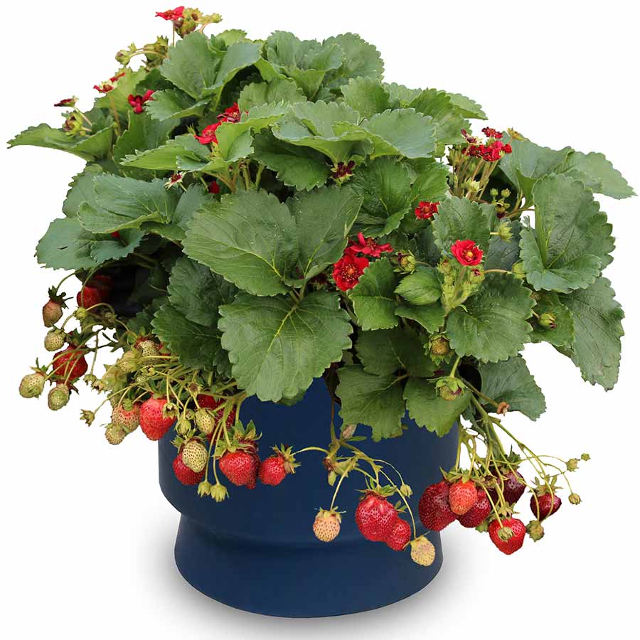 Fragaria PRETTY, TASTY™ 'Ruby' Fragaria PRETTY, TASTY™ 'Ruby'