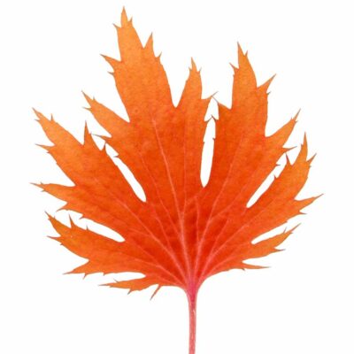 Heuchera FYRE WING™ 'Amber' Heuchera FYRE WING™ 'Amber'