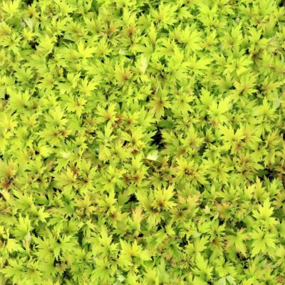 Heuchera FYRE WING™ 'Heliodor'