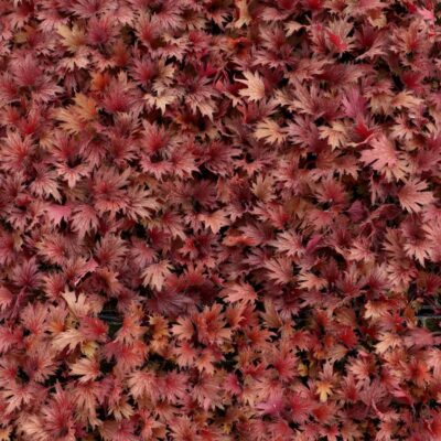 Heuchera FYRE WING™ 'Hematite' Heuchera FYRE WING™ 'Hematite'