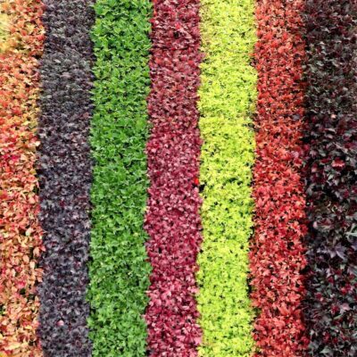 Heuchera FYRE WING™ 'Jadeite' Heuchera FYRE WING™ 'Jadeite'