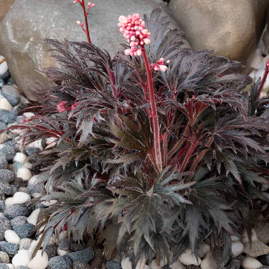 Heuchera FYRE WING™ 'Jet' Heuchera FYRE WING™ 'Jet'