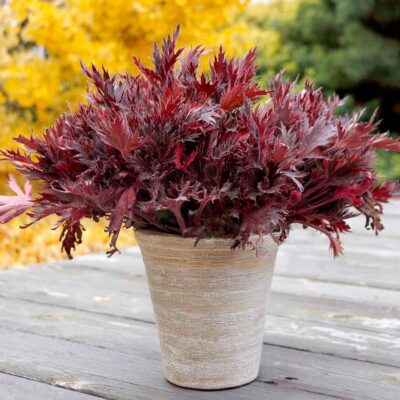 Heuchera FYRE WING™ 'Spinel'