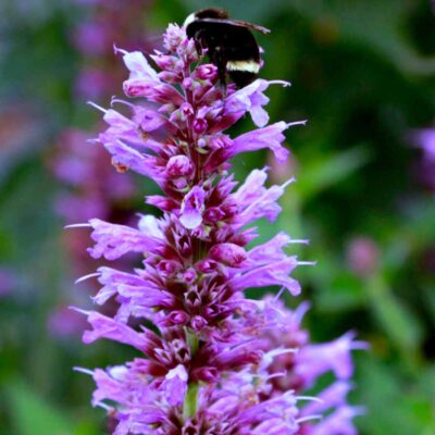 Agastache 'Prince's Plume' Agastache 'Prince's Plume'
