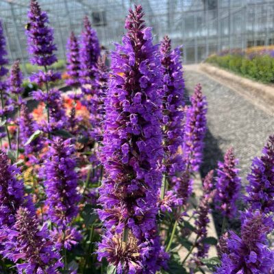Agastache 'Prince's Plume' Agastache 'Prince's Plume'