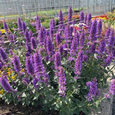 Agastache 'Prince's Plume' Agastache 'Prince's Plume'