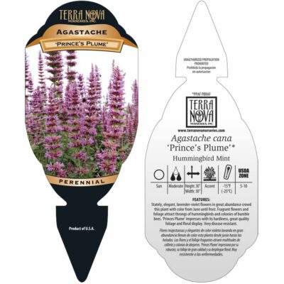 Agastache 'Prince's Plume' - Tag Agastache 'Prince's Plume' - Tag