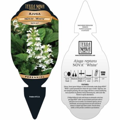 Ajuga NOVA® 'White' - Tag Ajuga NOVA® 'White' - Tag