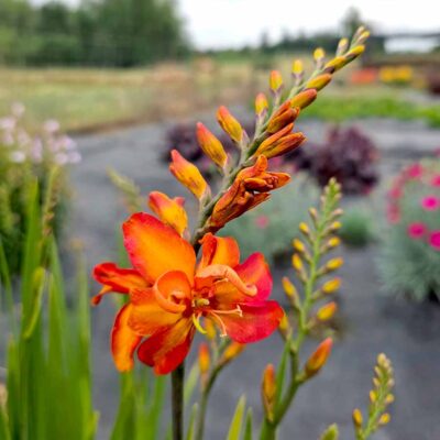 Crocosmia NOVA® 'Ember' Crocosmia NOVA® 'Ember'