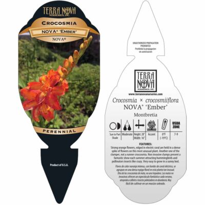 Crocosmia NOVA® 'Ember' - Tag Crocosmia NOVA® 'Ember' - Tag