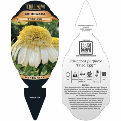 Echinacea 'Fried Egg' - Tag Echinacea 'Fried Egg' - Tag