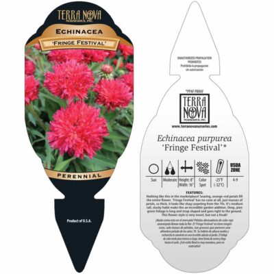 Echinacea 'Fringe Festival' - Tag Echinacea 'Fringe Festival' - Tag