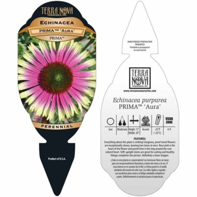 Echinacea PRIMA™ 'Aura' - Tag Echinacea PRIMA™ 'Aura' - Tag