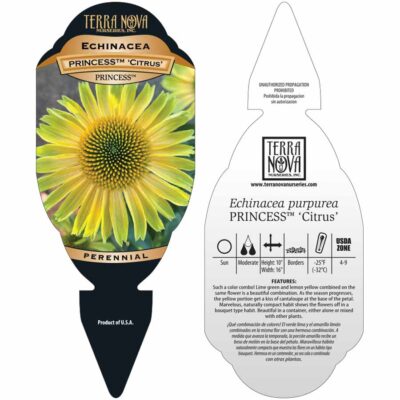 Echinacea PRINCESS™ 'Citrus' - Tag Echinacea PRINCESS™ 'Citrus' - Tag