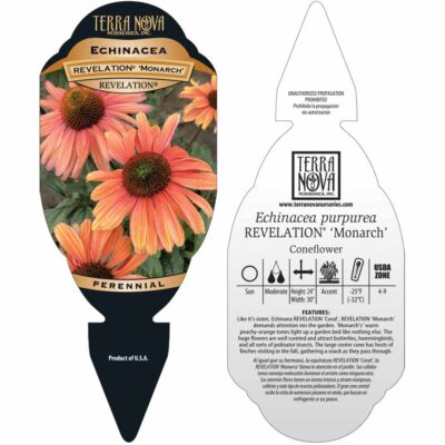 Echinacea REVELATION® 'Monarch' - Tag