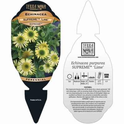Echinacea SUPREME™ 'Lime' - Tag Echinacea SUPREME™ 'Lime' - Tag