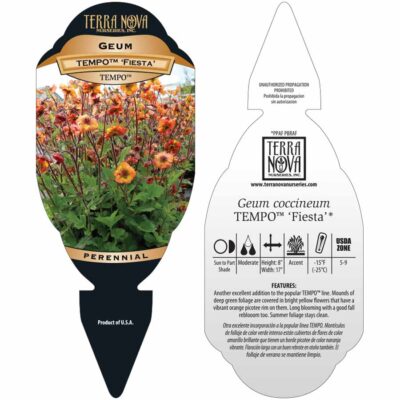 Geum TEMPO™ 'Fiesta' - Tag Geum TEMPO™ 'Fiesta' - Tag