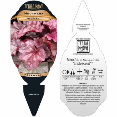 Heuchera 'Iridescent' - Tag Heuchera 'Iridescent' - Tag