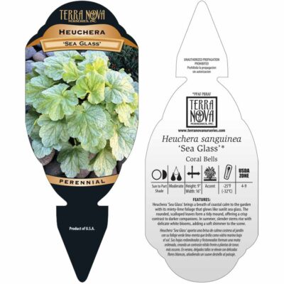 Heuchera 'Sea Glass' - Tag Heuchera 'Sea Glass' - Tag