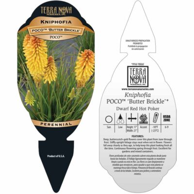 Kniphofia POCO™ 'Butter Brickle' - Tag Kniphofia POCO™ 'Butter Brickle' - Tag